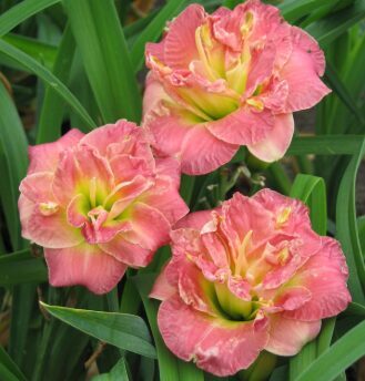 Pildītā dienziede 'Lacy Dolly'